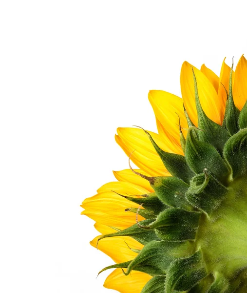 Sonnenblume Nahaufnahme isoliert auf weiß mit Copyspace — Stockfoto