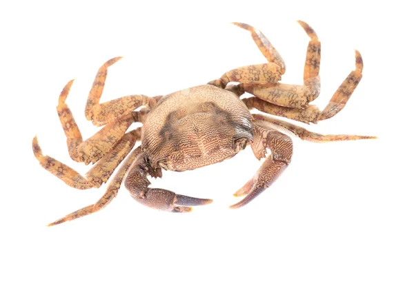 River crab potamon isolared on white — Stock Photo, Image