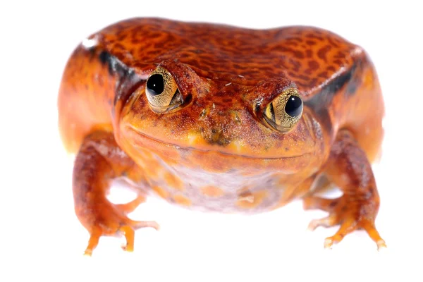 La falsa rana di pomodoro Dyscophus quineti isolata su bianco — Foto Stock