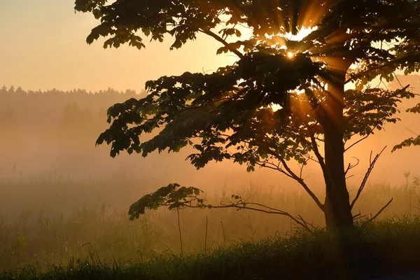 Névoa do sol e da manhã acima do campo na área rural — Fotografia de Stock