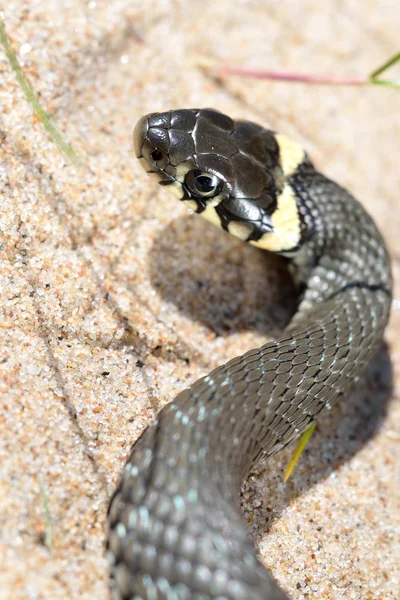 Grass snake close-up — Stock Photo, Image