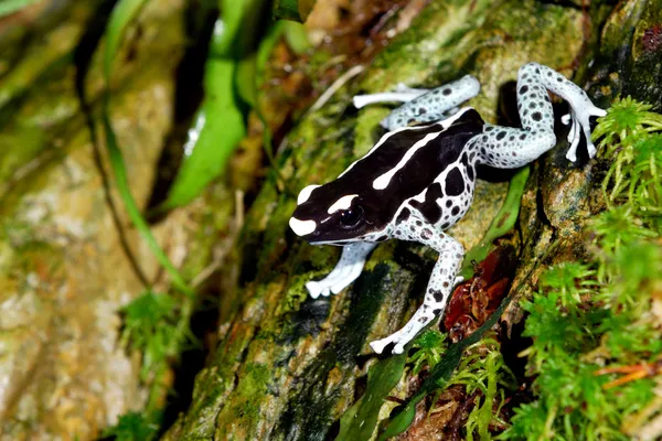 Sapo colorido Dendrobates tinctorius — Fotografia de Stock