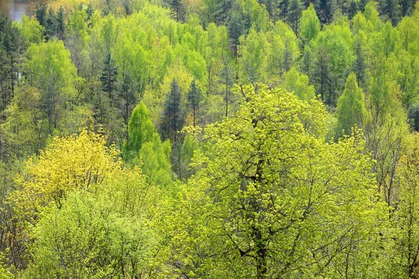 Areal view on Gauja river valley in spring in Sigulda, Latvia — Stock Photo, Image