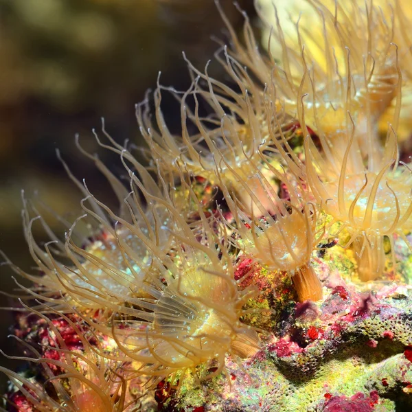 Морские анемоны в аквариуме — стоковое фото