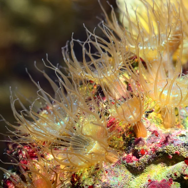 Seeanemonen im Meerwasseraquarium — Stockfoto