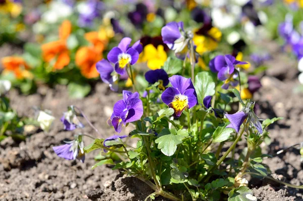 Heartsease flower (Viola tricolor) in spring — Stock Photo, Image