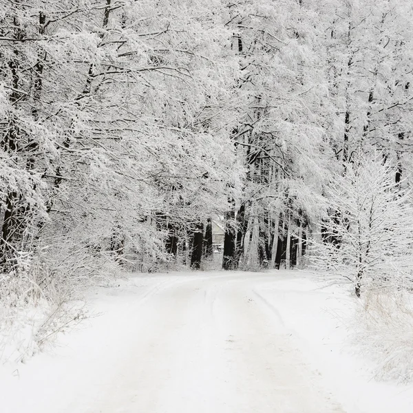Carretera y escarcha en los árboles en invierno — Foto de Stock