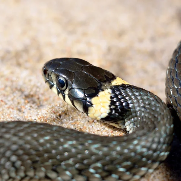 Cobra de grama close-up — Fotografia de Stock