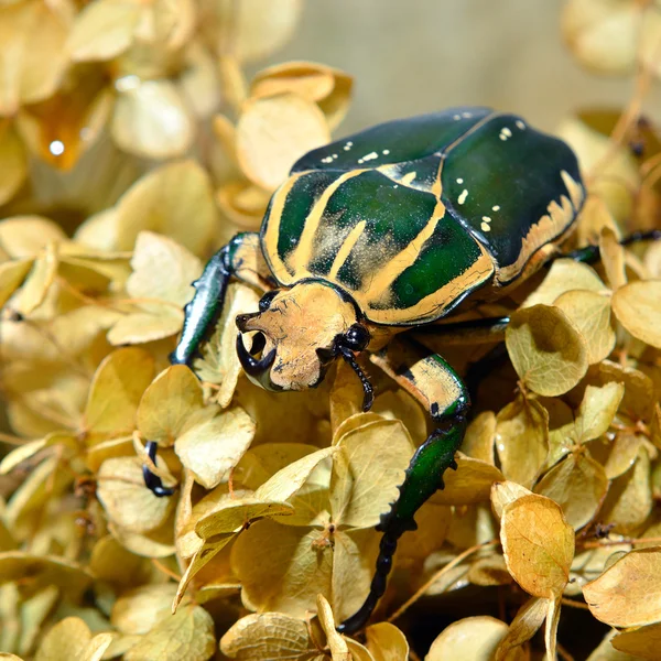 大甲虫甲虫 mecynorrhina 斐 — 图库照片