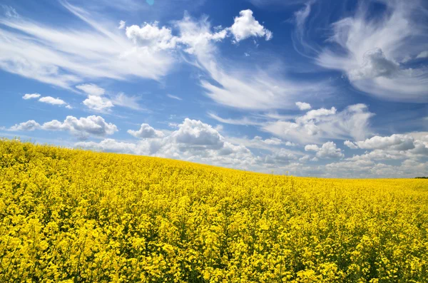 Champ de colza jaune en Lettonie — Photo