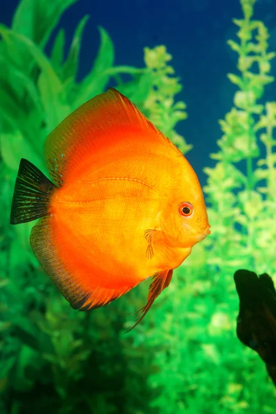 Discus vis symphysodon spp. in aquarium — Stockfoto