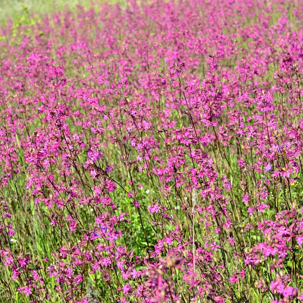 Blumenfeld aus nächster Nähe — Stockfoto