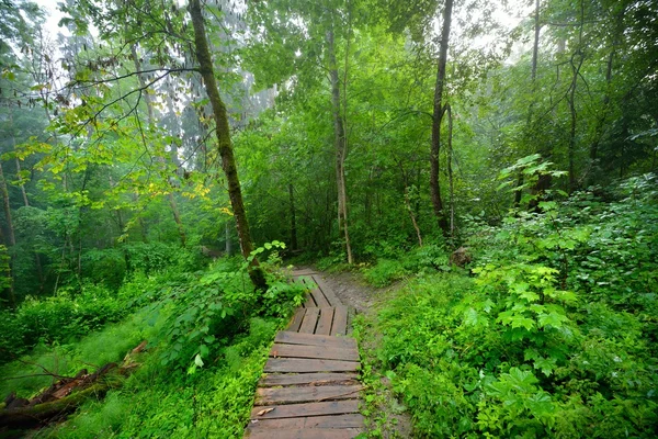 Escalera en el bosque desapareciendo en la niebla — Foto de Stock