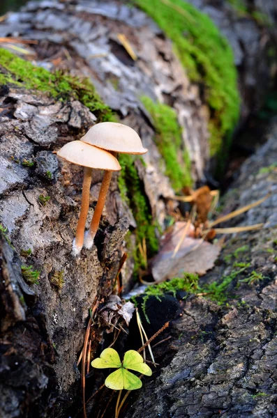 Setas en el bosque — Foto de Stock