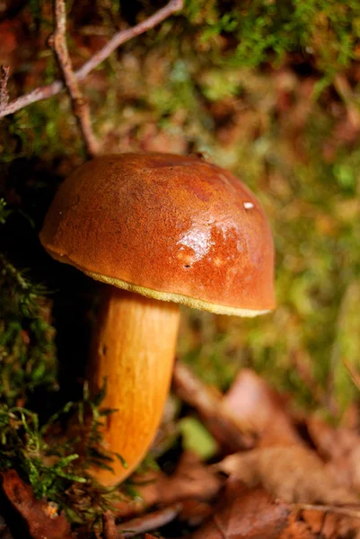 Jamur di hutan pada musim gugur. Kedalaman field yang dangkal — Stok Foto