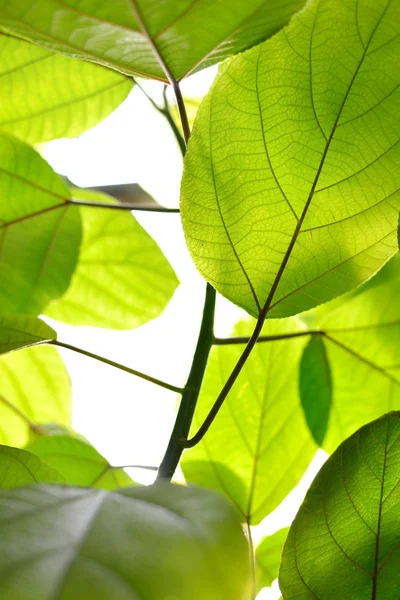 Зелене листя фону — стокове фото