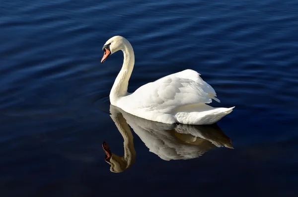 Cygne blanc dans l'eau bleue — Photo