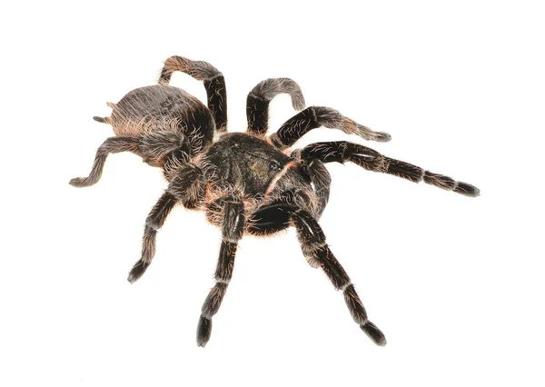 Zwarte krulhaar tarantula brachypelma albopilosum geïsoleerd — Stockfoto