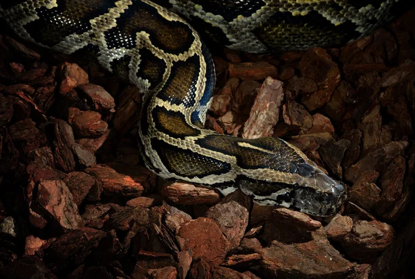 Tijger python close-up in weinig belangrijke licht — Stockfoto