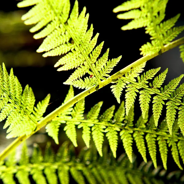 Fern close-up in het forest — Stockfoto