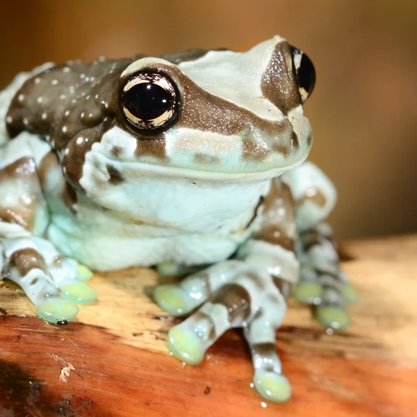 Colorful frog in terrarium — Stock Photo, Image