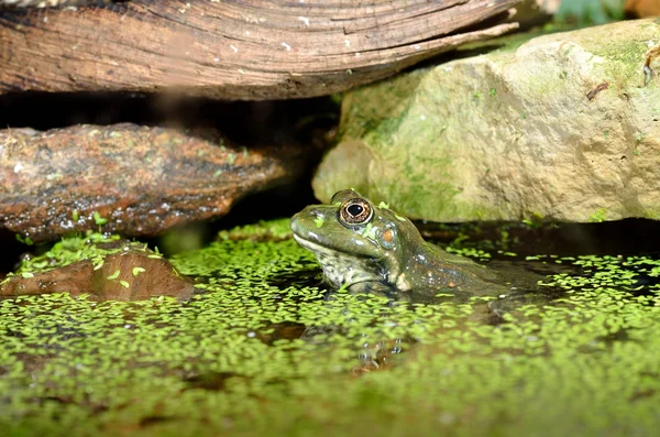 European common green frog in terrarium — Stock Photo, Image