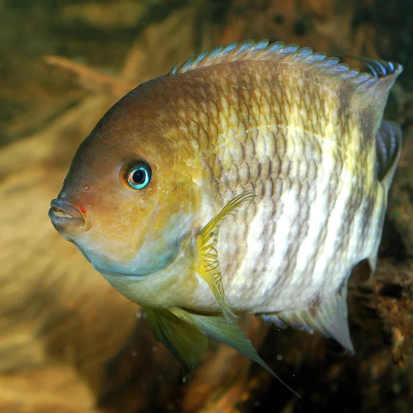 Amphilophus sajica vis in het aquarium — Stockfoto