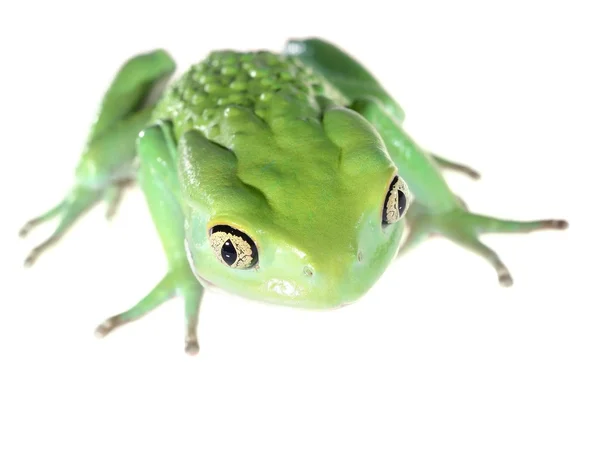 Grüne wachsartige Affen Blatt Frosch Phyllomedusa sauvagii isoliert auf weiß — Stockfoto