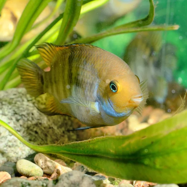 Cichlasoma sajica pescado en acuario — Foto de Stock