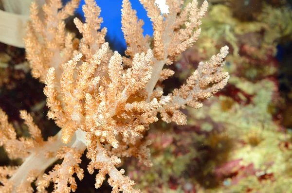 해양 수족관에서 말미 — 스톡 사진