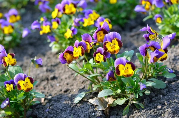 Цветок изюминки (альта трехцветная) весной — стоковое фото