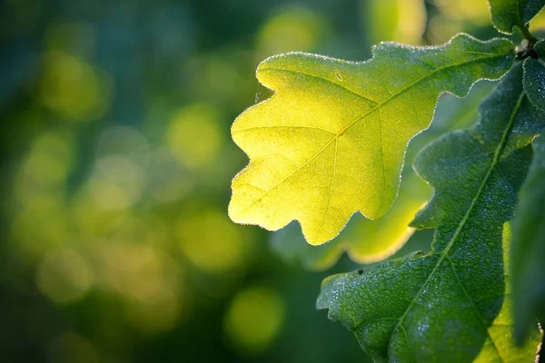 Oak green young leaves close-up in spring morning. Shallow depth of field — Stock Photo, Image