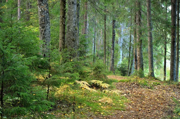 Bosque de pino oscuro escena —  Fotos de Stock