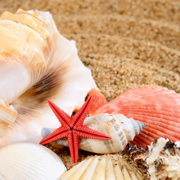 海洋之星和关于沙滩贝壳 — 图库照片