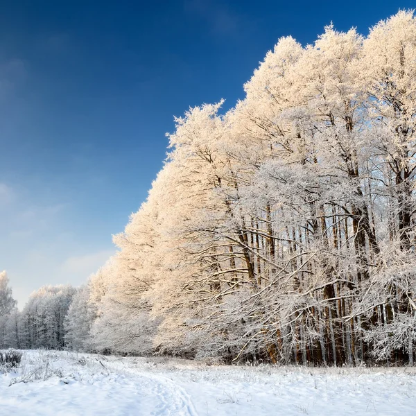 Hoar-geada em árvores em inverno — Fotografia de Stock