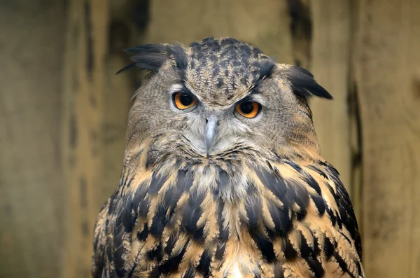 The great eagle-owl in woods — Stock Photo, Image