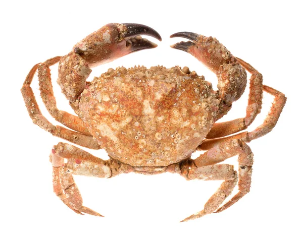 Crabe du rivage comestible isolé sur blanc — Photo