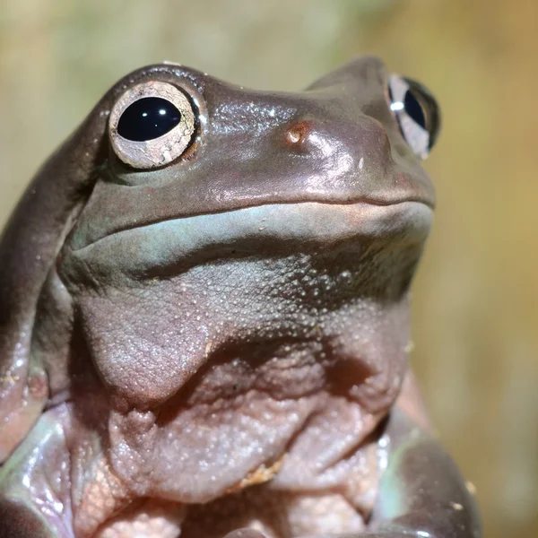 Πολύχρωμο βάτραχος στο terrarium — Φωτογραφία Αρχείου