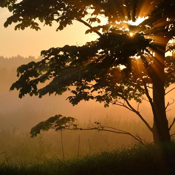 Sunbeams in tree's foliage — Stock Photo, Image