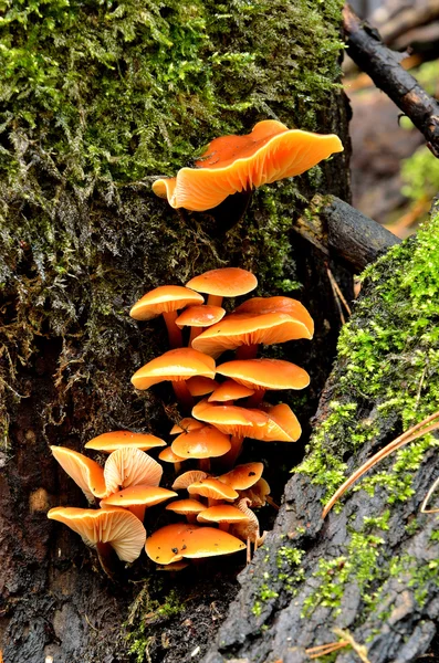 Setas en un tocón de árbol en el bosque — Foto de Stock