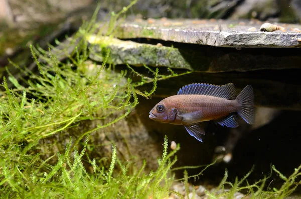 Cichlid fish in aquarium — Stock Photo, Image