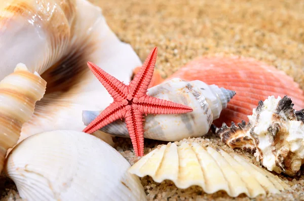 Sea star and shells on the sandy beach — Stock Photo, Image