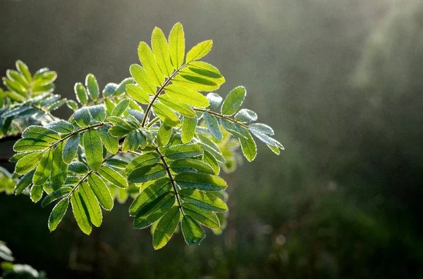 Tree leaves close-up in the fog — Stock Photo, Image