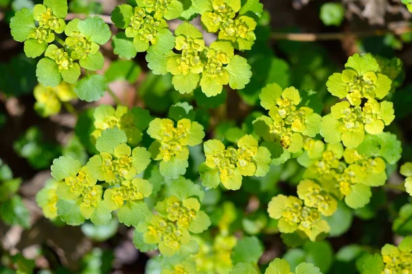 Plantas forestales de primer plano —  Fotos de Stock