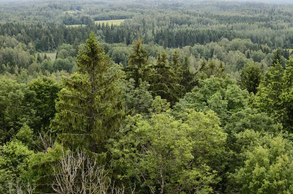 Hills with forest — Stock Photo, Image