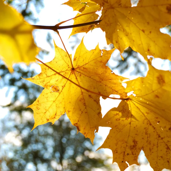 Yellow tree leafs close-up in Fall season. Shallow depth of fiel — Stock Photo, Image