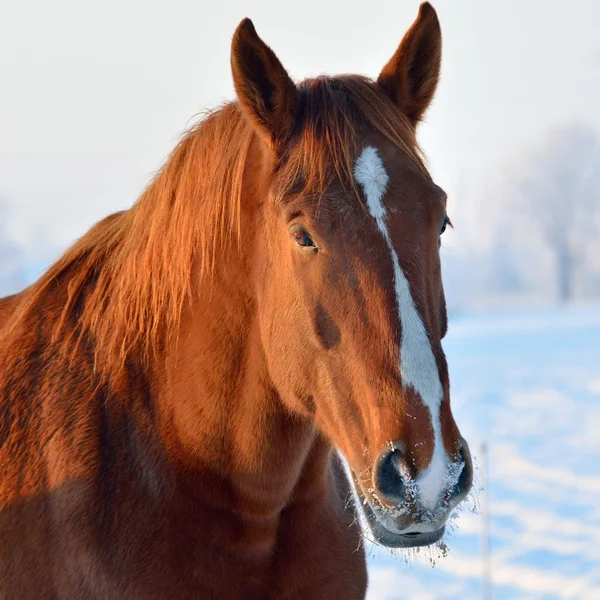 Horse close-up in winter — Stock Photo, Image