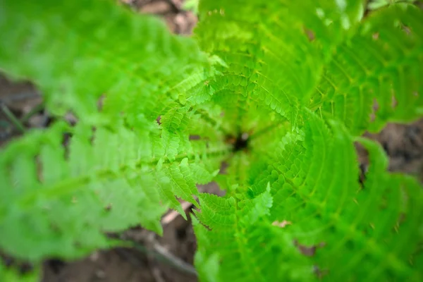 Nouvelle fougère sping en gros plan dans la forêt — Photo