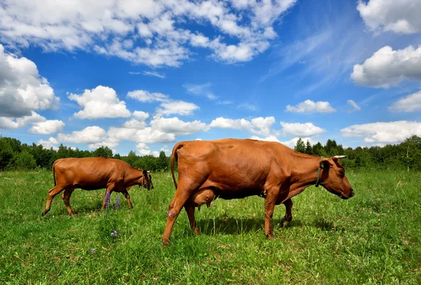 Two cows at the green field against blue sky — Stock Photo, Image