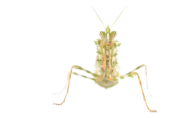 Praying mantis Blepharopsis mendica isolated — Stock Photo, Image